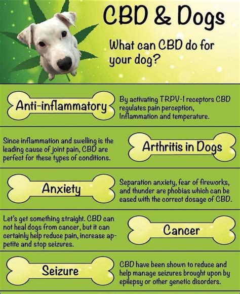 Giving Your Dog Cbd
