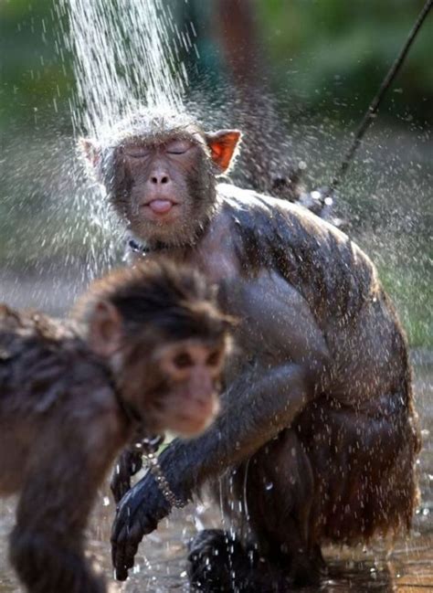 Giving a Monkey a Shower Are We There Yet?