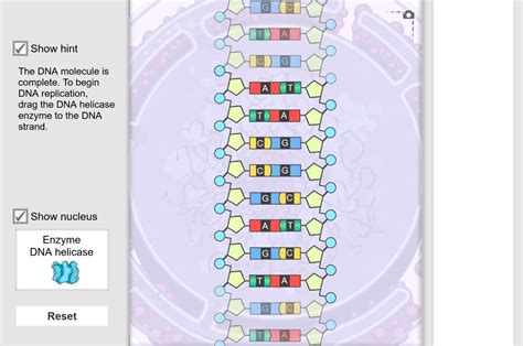 Gizmo Building Dna Answer Solved Activity A Build A Dna Molecule Get