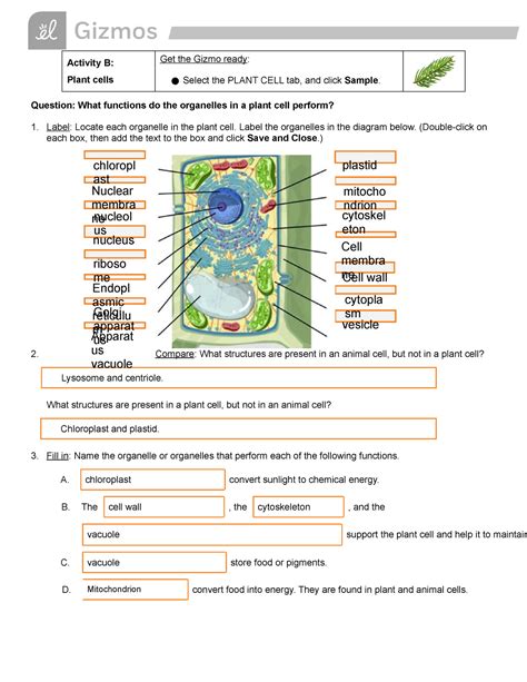 B. At the end of anaphase I (meiosis), how many chromosomes are on each side? (Activity A continued on next page) 8. They get pulled to opposite sides. Anaphase 1 in meiosis. 4. Activity B: Comparing female and male gametes. Get the Gizmo ready: x Make sure the STEPS tab is selected. x Click Reset.