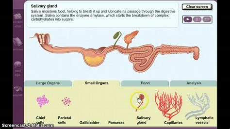 Set up the Gizmo: Create the digestive system shown. The small intestine has three parts: the duodenum (attached to the stomach), the jejunum (the middle portion), and the ilium (attached to the large intestine). Drag the Pecan pie to the mouth. Test each of the scenarios below. For each setup, record the nutrients that are absorbed by the system.. 