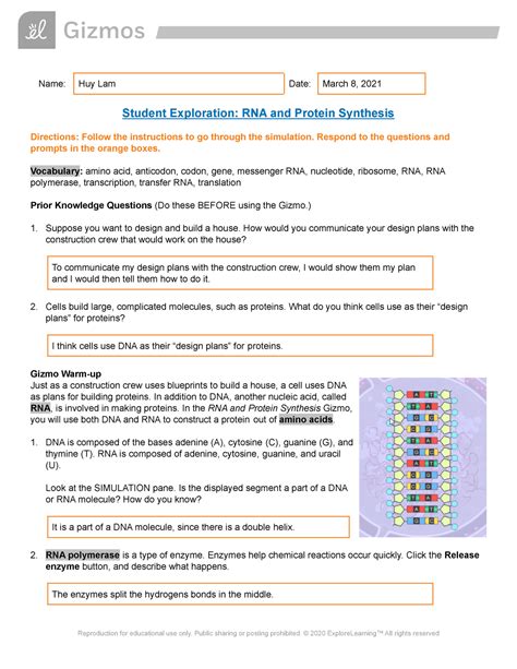 Gizmos rna and protein synthesis answers. In the RNA and Protein Synthesis Gizmo, you will use both DNA and RNA to construct a protein out of amino acids. 1. DNA is composed of the bases adenine (A), cytosine (C), guanine (G), and thymine (T). RNA is composed of adenine, cytosine, guanine, and uracil (U). Look at the SIMULATION pane. Is the displayed segment a part of a DNA or RNA ... 