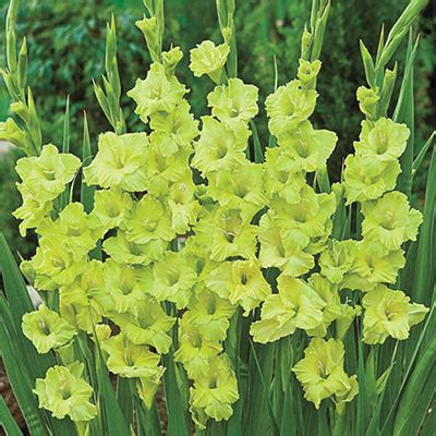 Gladiolus Green Star K. van Bourgondien - Dutch bulbs