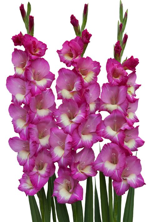 Gladiolus allergy free. .  ...