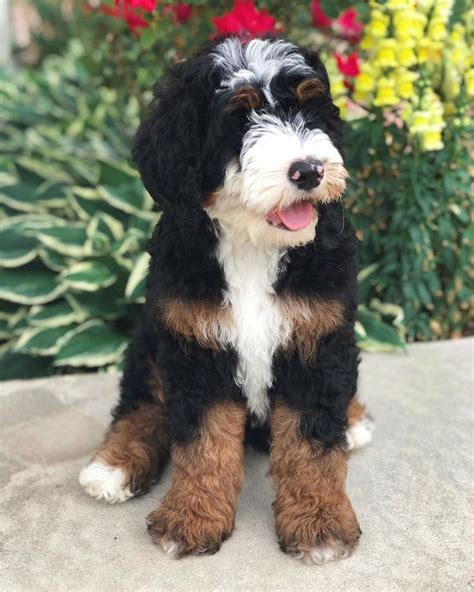 Glass House Puppies Bernedoodles Reviews