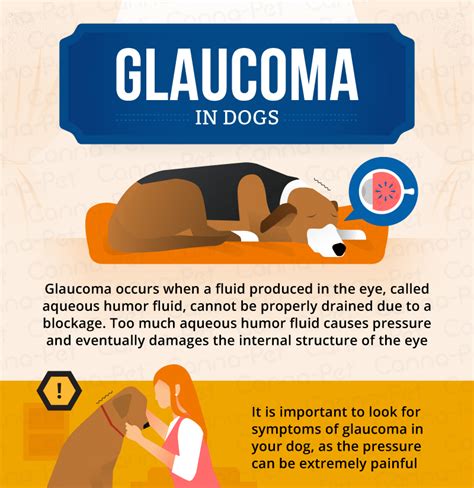 Glaucoma in Yorkies