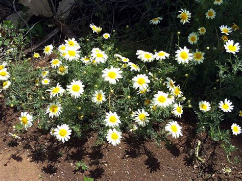 Glebionis coronaria - Wikipedia