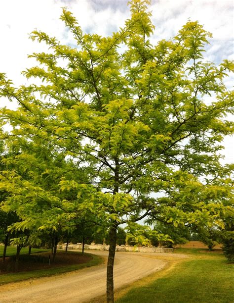 Gleditsia triacanthos var. inermis