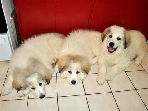Glendale Pyrenees Guardian Puppies