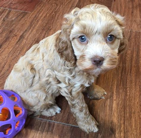 Glenhaven cockapoos. cockapoo puppies for sale in north carolina. 21 July, 2017 by Jessica 2344. Share on Facebook; Tweet on Twitter ... 