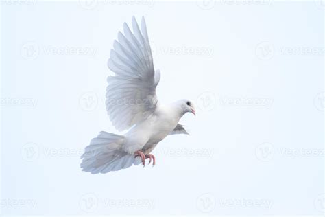 Gliding as a Symbol of Pure Flight