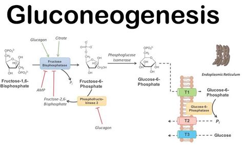 Glikoneogenez