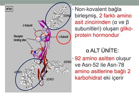 Glikoprotein hormonlar