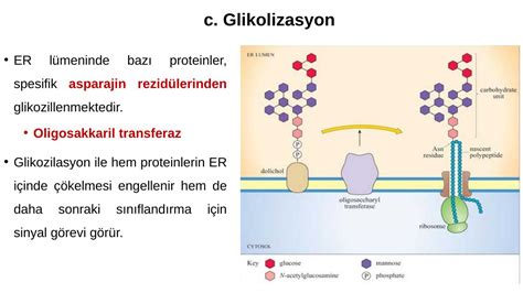 Glikozilasyon nedir