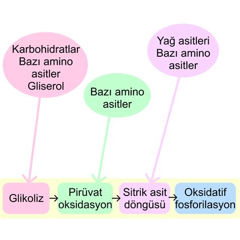 Glikozun oksidasyonu