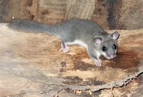 Glis Definition & Meaning - Merriam-Webster