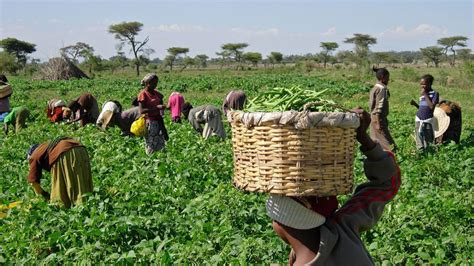 Global Food Crisis and the Nigeria Agriculture
