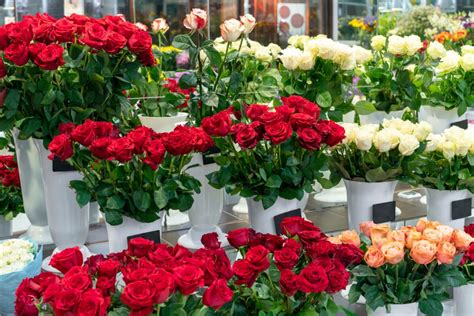 Global roses wholesale. Global Rose - Wholesale Flowers & Supplies. Global rose is a leading floral company established in 1999 with the vision of serving fresh and customized flowers no … 