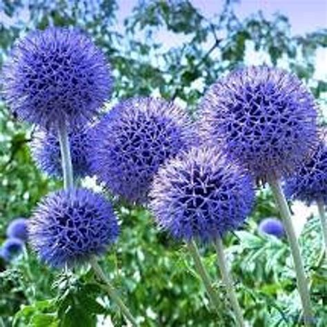 Globe Thistles - Etsy