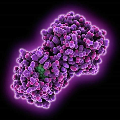 Globulins Function & Types What are Globulins?