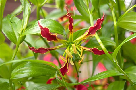 Gloriosa Lily Plant Care – Growing Gloriosa …