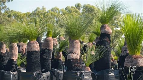 Glorious Grass Trees - Gardening Australia - ABC