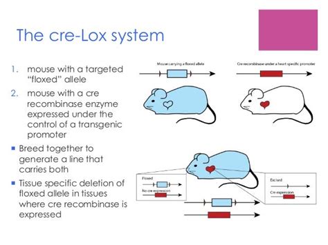 Glossary:Floxed - Mouse Genome Informatics