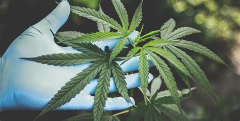 Gloves - CBD Myths & Facts