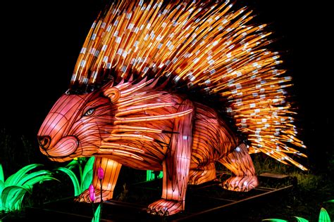 Glow in the dark the living desert. The Living Desert has a winner with its Glow in the Park event. So much innovative thought and energy has gone in to the development and presentation of the spectacular experience that everyone ... 