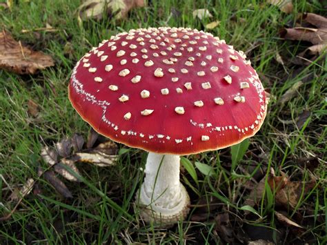 Glowecestrescire fly agaric. Things To Know About Glowecestrescire fly agaric. 