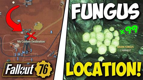 Mar 2, 2023 · To find Glowing Fungus, keep your eyes peeled in these areas: The river near Flatwood Where To Find Glowing Fungus In Fallout 76 A tunnel and roads between Watoga and Abandoned Bog Town Around the Abandoned Waste Dump The Carson Family Bunker 