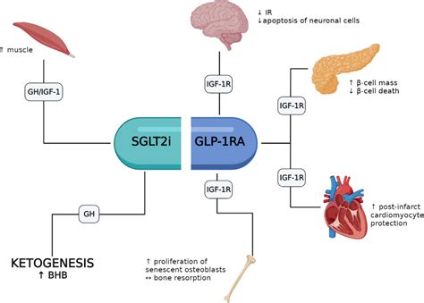 Glp 1. The corresponding ligand, GLP-1, is secreted from enteroendocrine L cells in response to nutrient stimulation, and its activation of GLP-1Rs result in insulin secretion and inhibited glucagon secretion from receptors expressed at beta cells and alpha cells, respectively, reduced gastric emptying rate from GLP-1Rs in the ventricle and stimulation of satiety from receptor expressed in the ... 