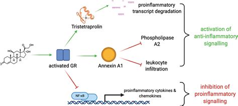 Glucocorticoid Actions - Corticosteroids Pharmacology