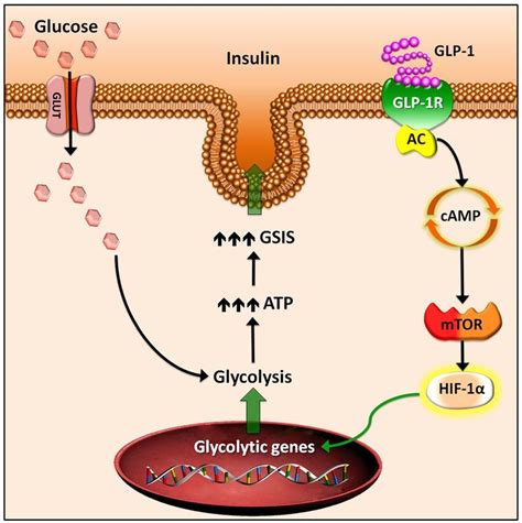 Glucose‐dependent and ‐independent signalling functions of the …