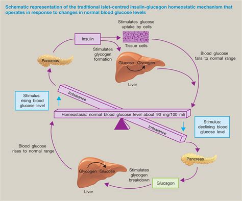 Glucose turnover and metabolic and hormonal changes in ethanol-induced …