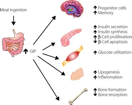 Glucose-dependent insulinotropic polypeptide (GIP) …