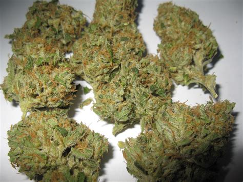 GORILLA GLUE displays a remarkable resilience to diseases, making it a top choice among medicinal users worldwide, mainly because of its notably high THC content, which often exceeds 26%. During the cultivation of this strain, you can anticipate a captivating aroma infused with hints of pine, subtle fruitiness, and an underlying note of coffee.. 