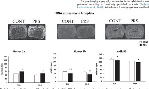 Glutamatergic postsynaptic density in early life stress ... - PubMed