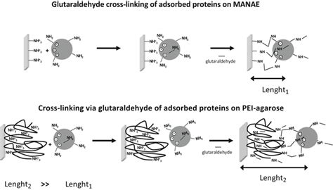 Glutaraldehyde-mediated protein immobilization