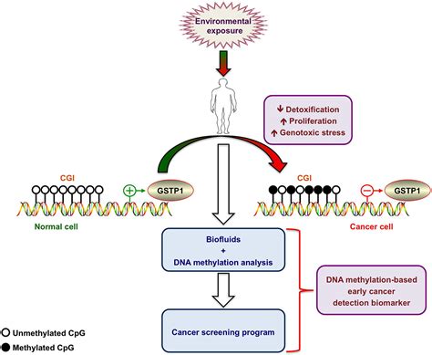 Glutathione S-transferase P DrugBank Online