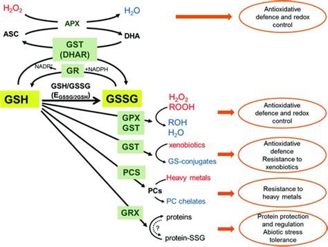 Glutathione-Related Enzyme System: Glutathione …