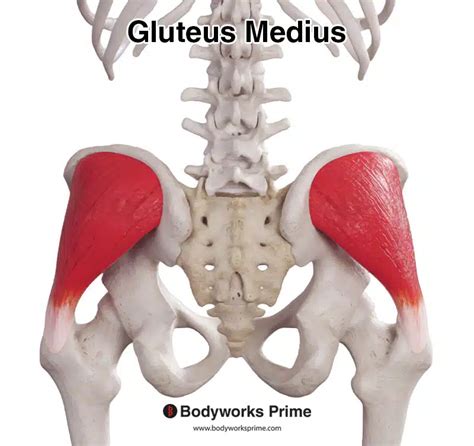 💦 Gluteus Medeus Leaks (SEX) 43 Photos