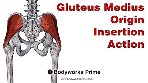 Gluteus Medius Action & Function Where is the Gluteus Medius ...