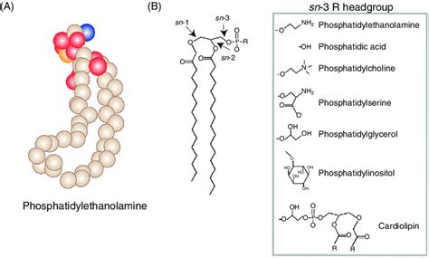 Glycerophospholipids function. .  ...