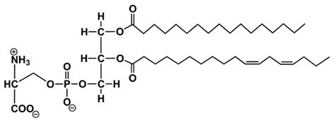 Glycerophospholipids structure diagram.  The general structure is shown her...