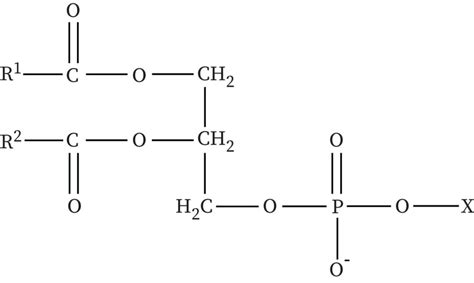 Glycerophospholipids structure diagram. .  ...