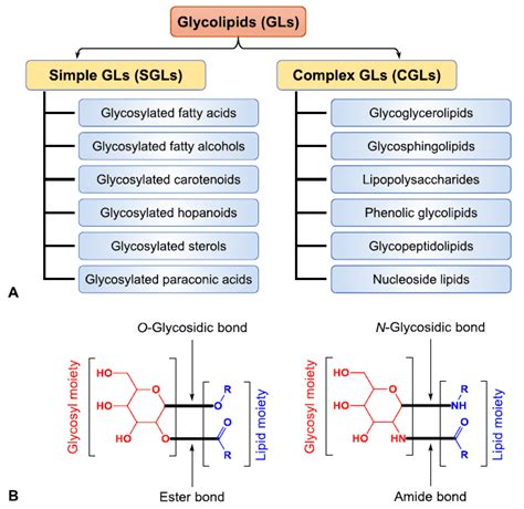 Glycolipids- Types and Functions Of Glycolipids - An Overview