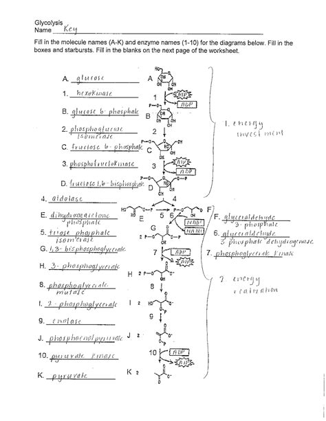 Glycolysis Overview Worksheet Answers Kayra Excel