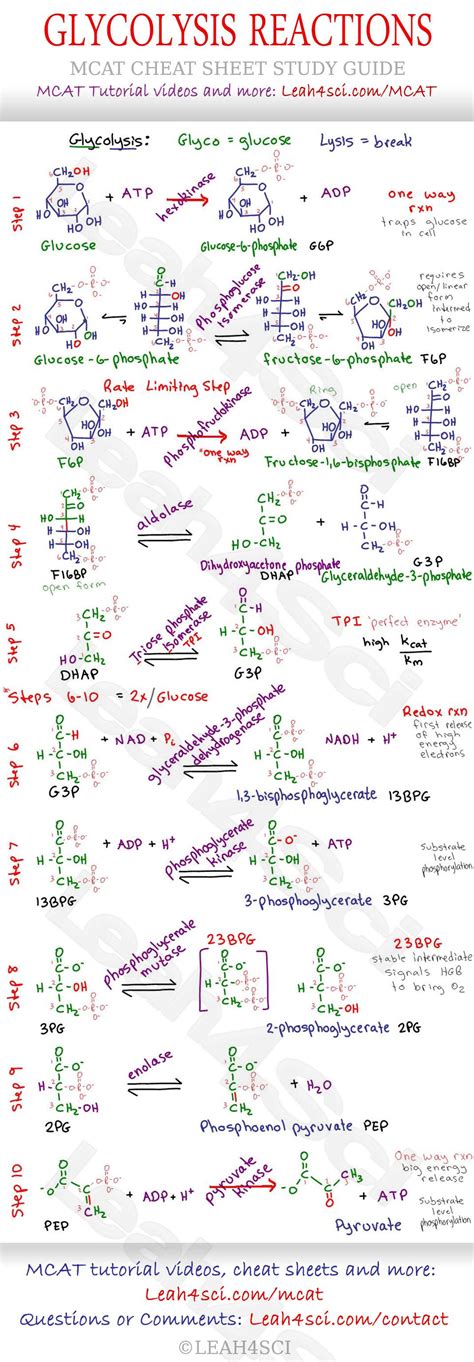 Glycolysis Steps MCAT Study Guide Cheat Sheet Biochemistry notes