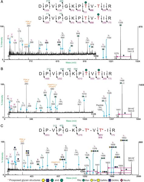 Glycoproteomic characterization of recombinant mouse α …